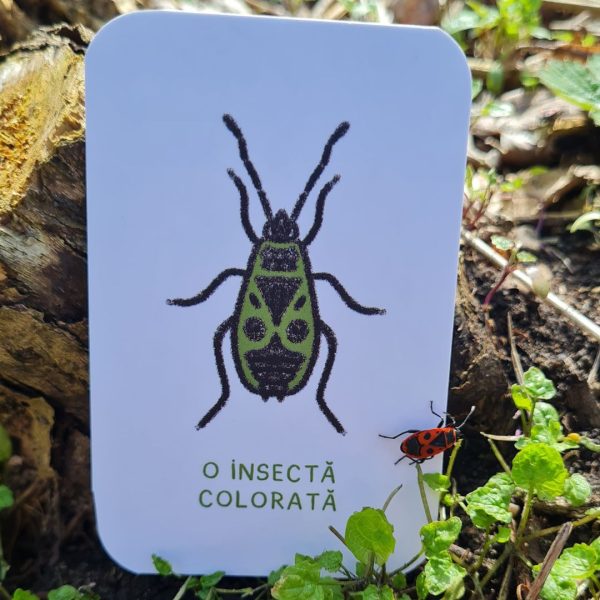 Cotrobăiala ÎN NATURĂ - imagine 5
